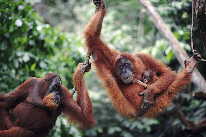 Polisi Tangkap 10 Orang Yang Diduga Bantai Orangutan Di Kalteng