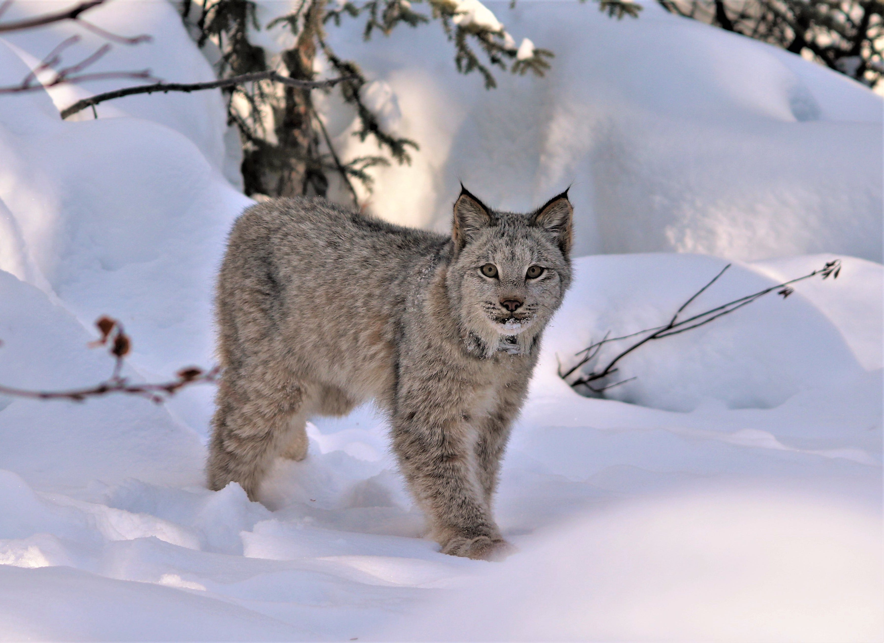 do lynx travel in pairs