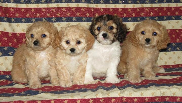 cute cavachon puppies