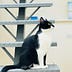 Cats’ environment