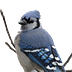 jayplayco