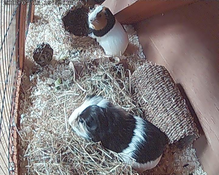 guinea pig hotel