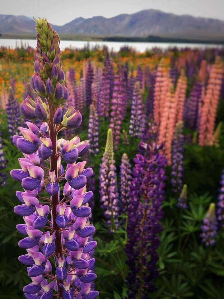 Easily Add Blur The Background Or Any Part Of Your Smartphone Image Techniques And Apps By Smartphonephotographytraining Com Medium Easily Add Blur The Background Or Any Part Of Your Smartphone Image Techniques And Apps By Smartphonephotographytraining Com Medium