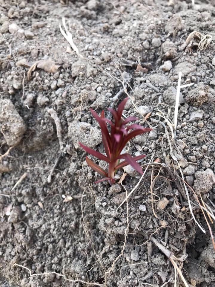 Plants Teach Us So Many Things About Life by Reshmi Nair Sep, 2021 Medium