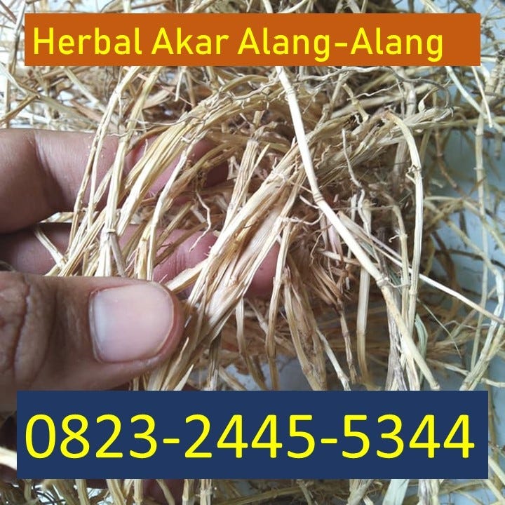 Wa 0823 2445 5344 Tsel Jual Akar Alang Alang Padang By Hidayah Ll Medium Wa 0823 2445 5344 Tsel Jual Akar Alang Alang Padang By Hidayah Ll Medium