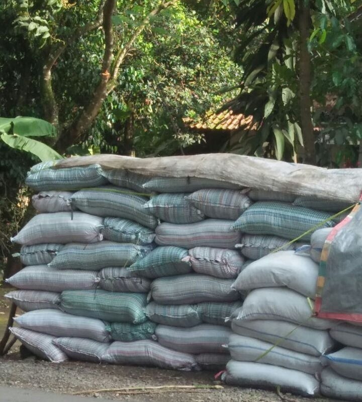 Hidroponik Cocopeat - sistem hidroponik
