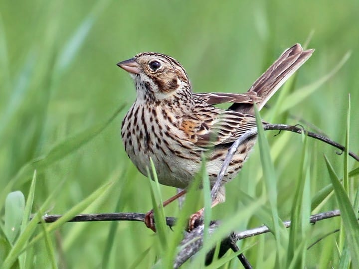 This Model Is For The Birds Deep Learning Experiments With By Daniel Morton Towards Data Science