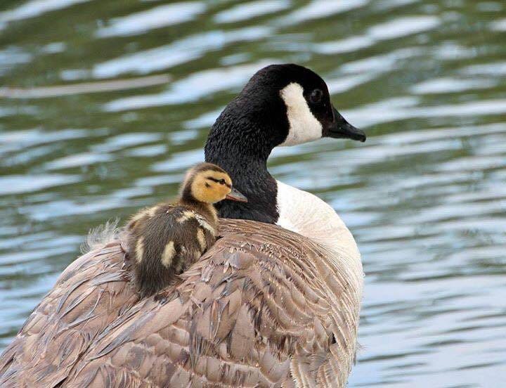 Mallard Duckling Rides Canada Goose | by U.S. Fish and Wildlife Service |  Updates from the U.S. Fish and Wildlife Service | Medium