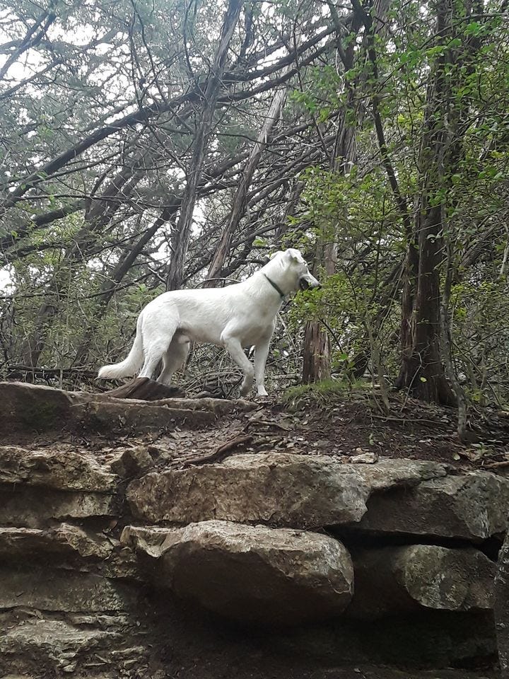 My Dog Ignored A Squirrel To Come By Shefali O Hara Creatures Medium My Dog Ignored A Squirrel To Come By Shefali O Hara Creatures Medium