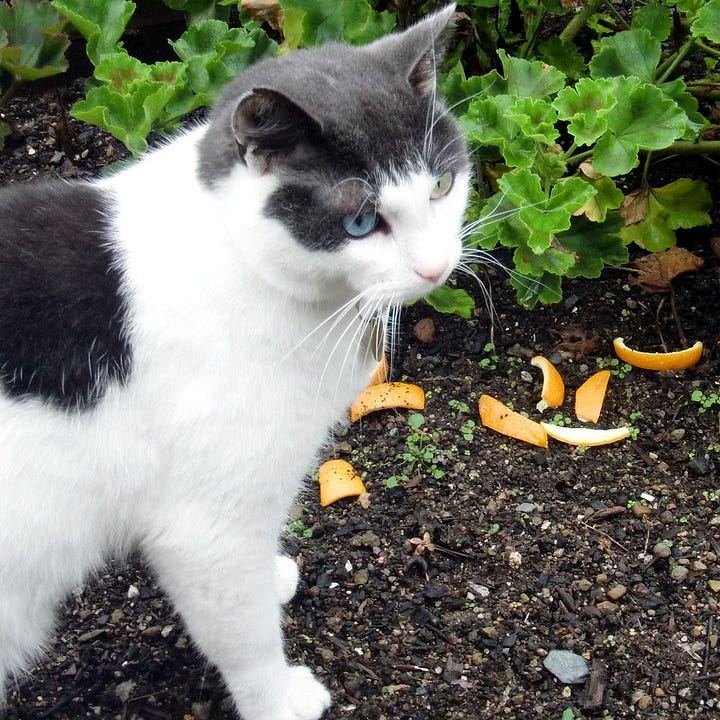 6 Reasons That Coffee Grounds Are A Miracle For Your Garden by Olivia