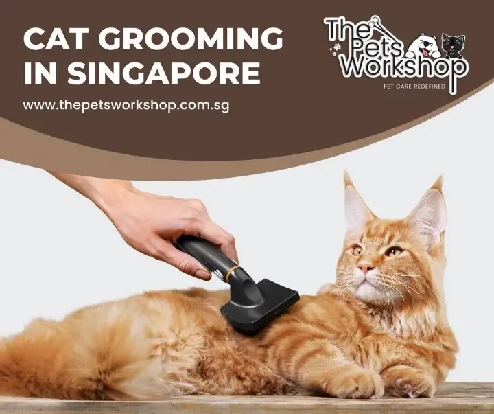 Best Pet Groomers For Your Cats In Singapore TheOmniBuzz
