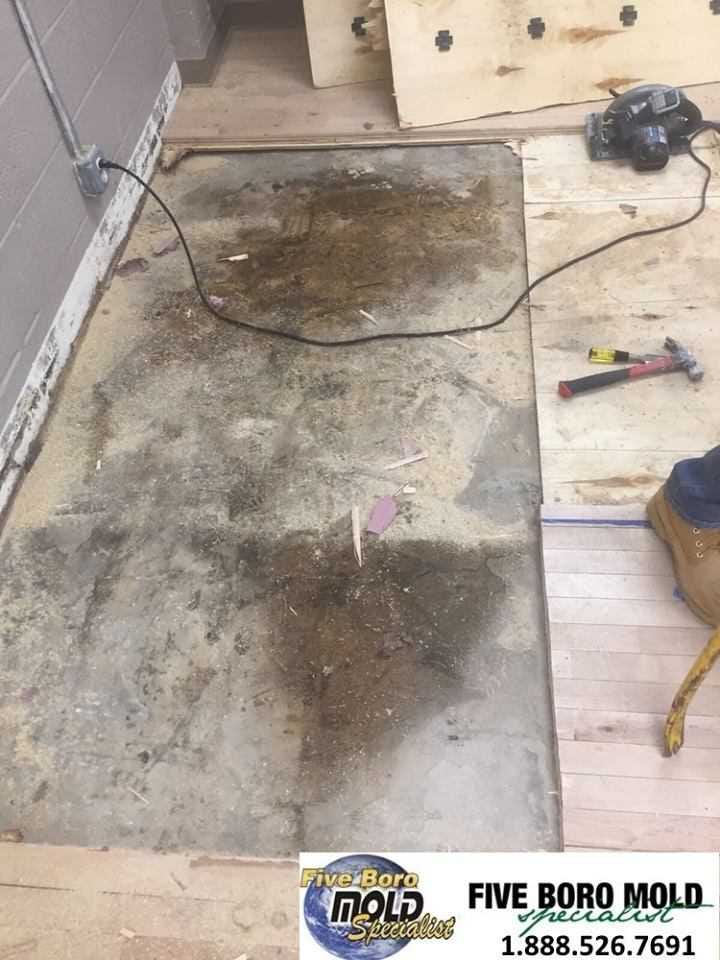 How Mold Growth can affect Humans Five Boro Mold Specialist Medium