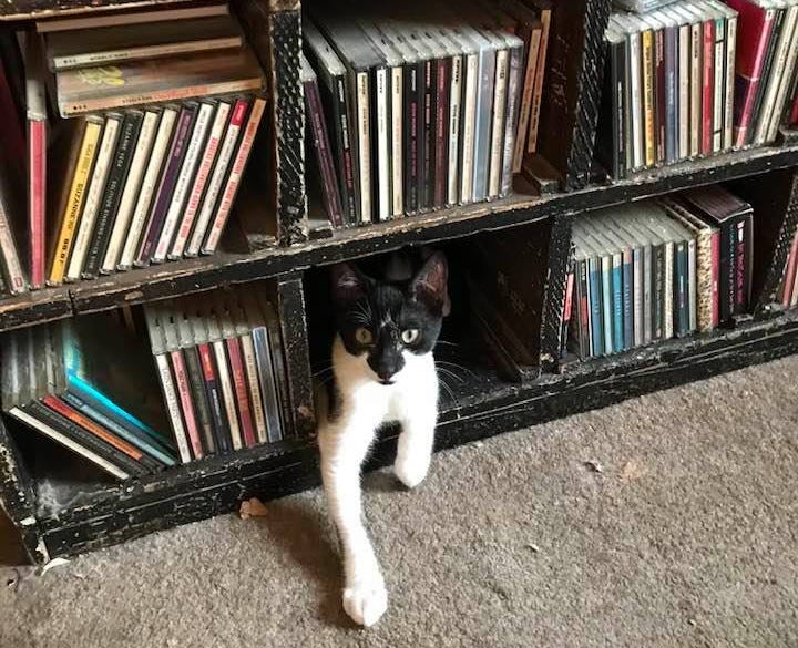 10 Ways to Encourage Your Cat to Like You Better by Christine