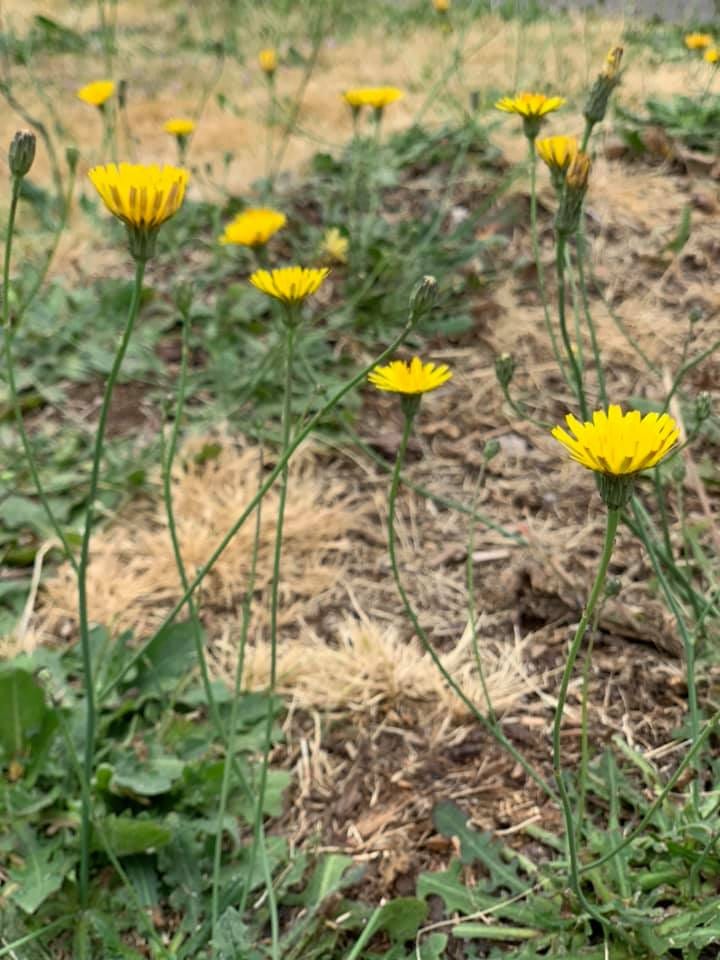 Dandelion Tea (How An Uber Driver Saved My Soul) by Jenny