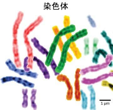生物学 第2版 第4章 細胞構造 Japanese Translation Of Biology 2e By Better Late Than Never Medium
