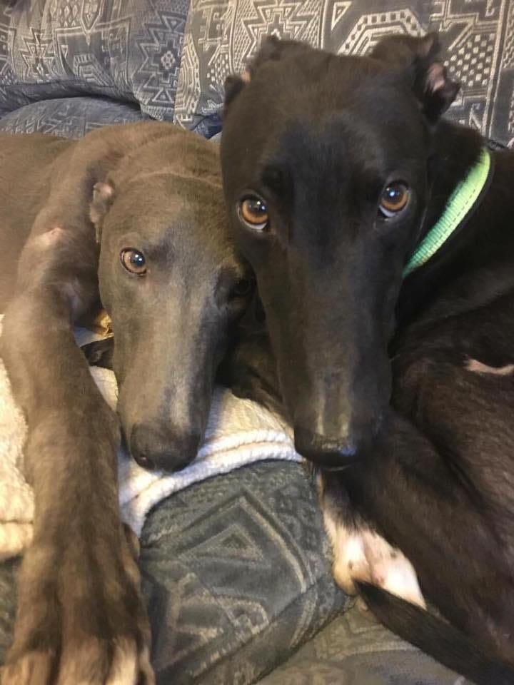 greyhounds in not