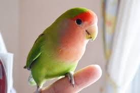 ボタンインコの可愛いところ こんにちは By Sasaki Kairi Medium