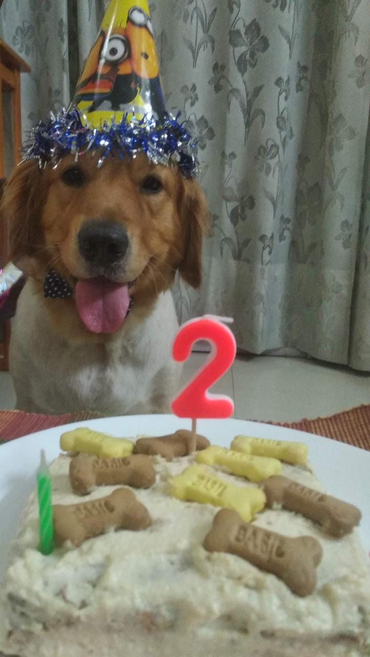 HOW TO MAKE CAKE FOR DOGS. Besides being a mom of two lovely… by