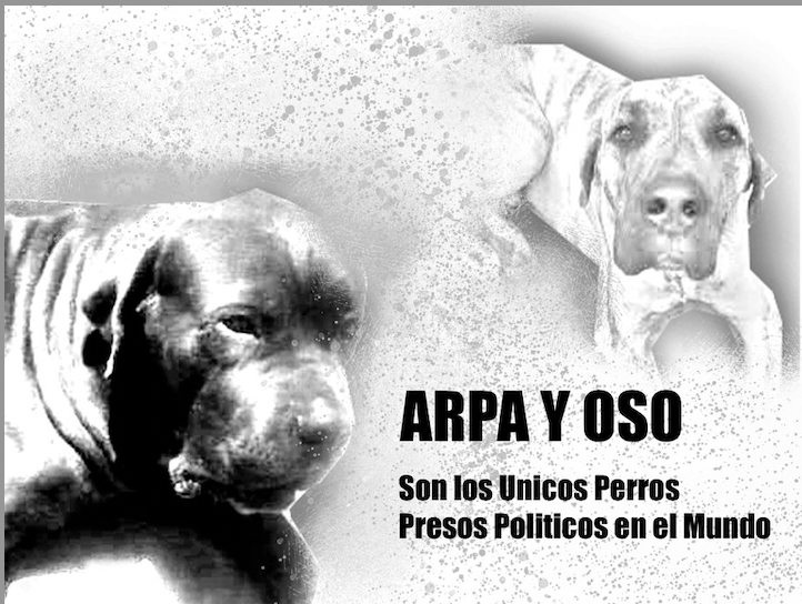 Thor y Arpa, los perros del coronel | by Carlos Ramirez Lopez | Medium