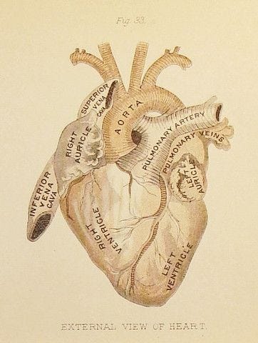 An antique image of a heart diagram depicting the names of the parts