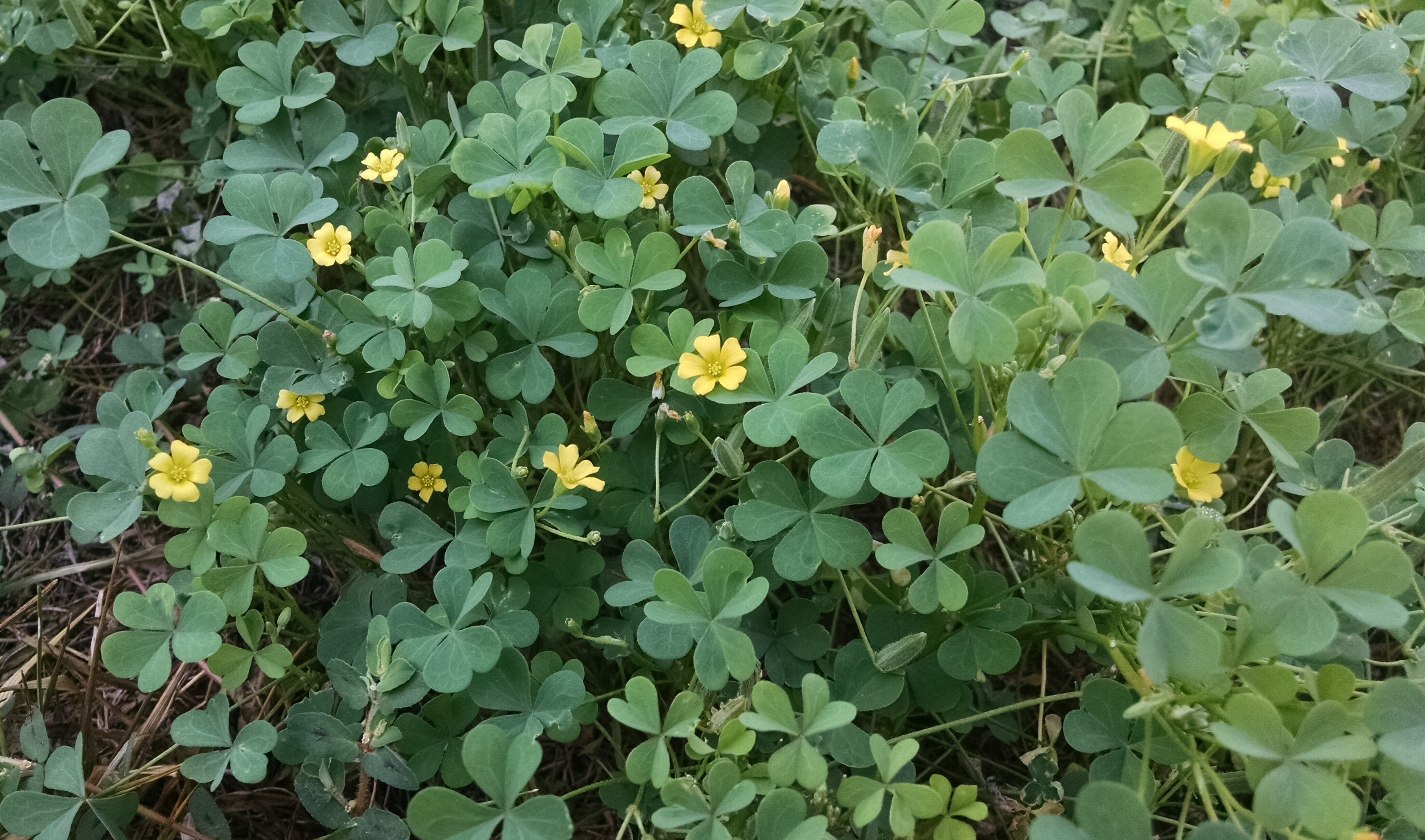 Wild Tasty Woodsorrel This Stuff Grows Everywhere Starting By Chris Stepnitz Maryland Wild Plants Medium Wild Tasty Woodsorrel This Stuff Grows Everywhere Starting By Chris Stepnitz Maryland Wild Plants Medium