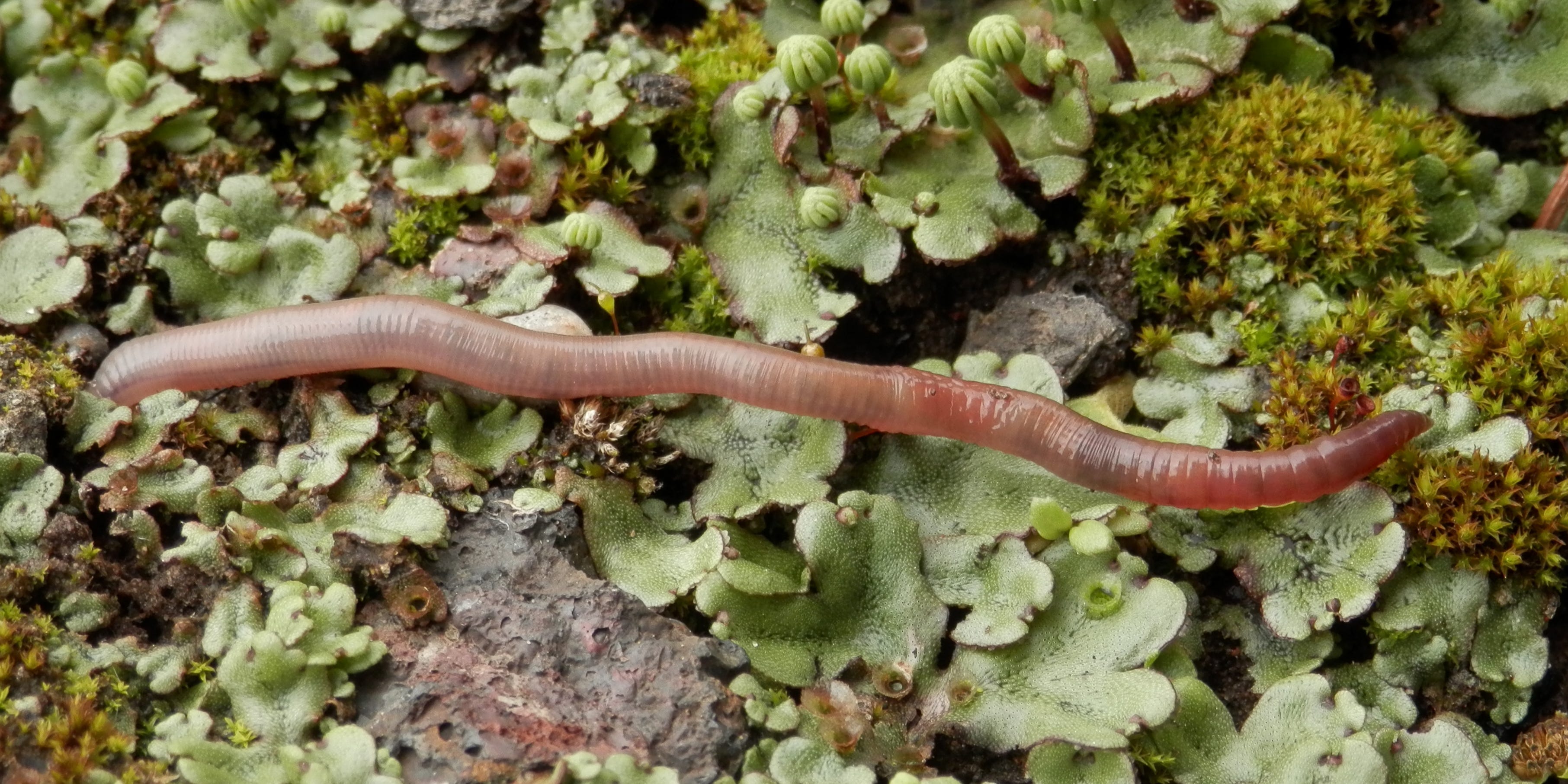 Worms Crawl In Worms Crawl Out By Heather Maring As Halloween By Acmrs Arizona The Sundial Acmrs Medium