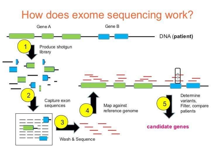 Gene Exome Sequencing John Catanzaro Medium