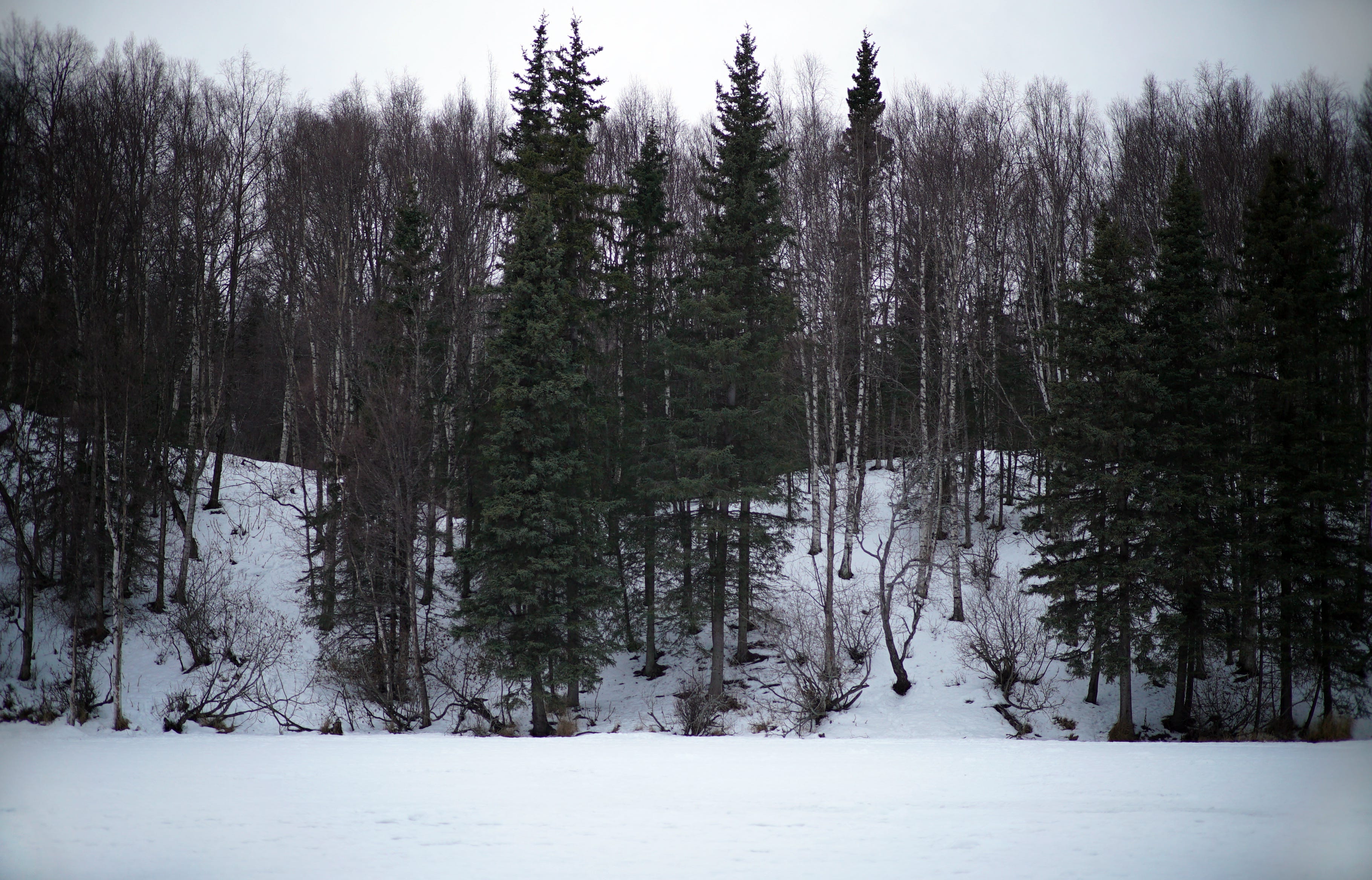 a shoreline of spruce and birch from a frozen lake