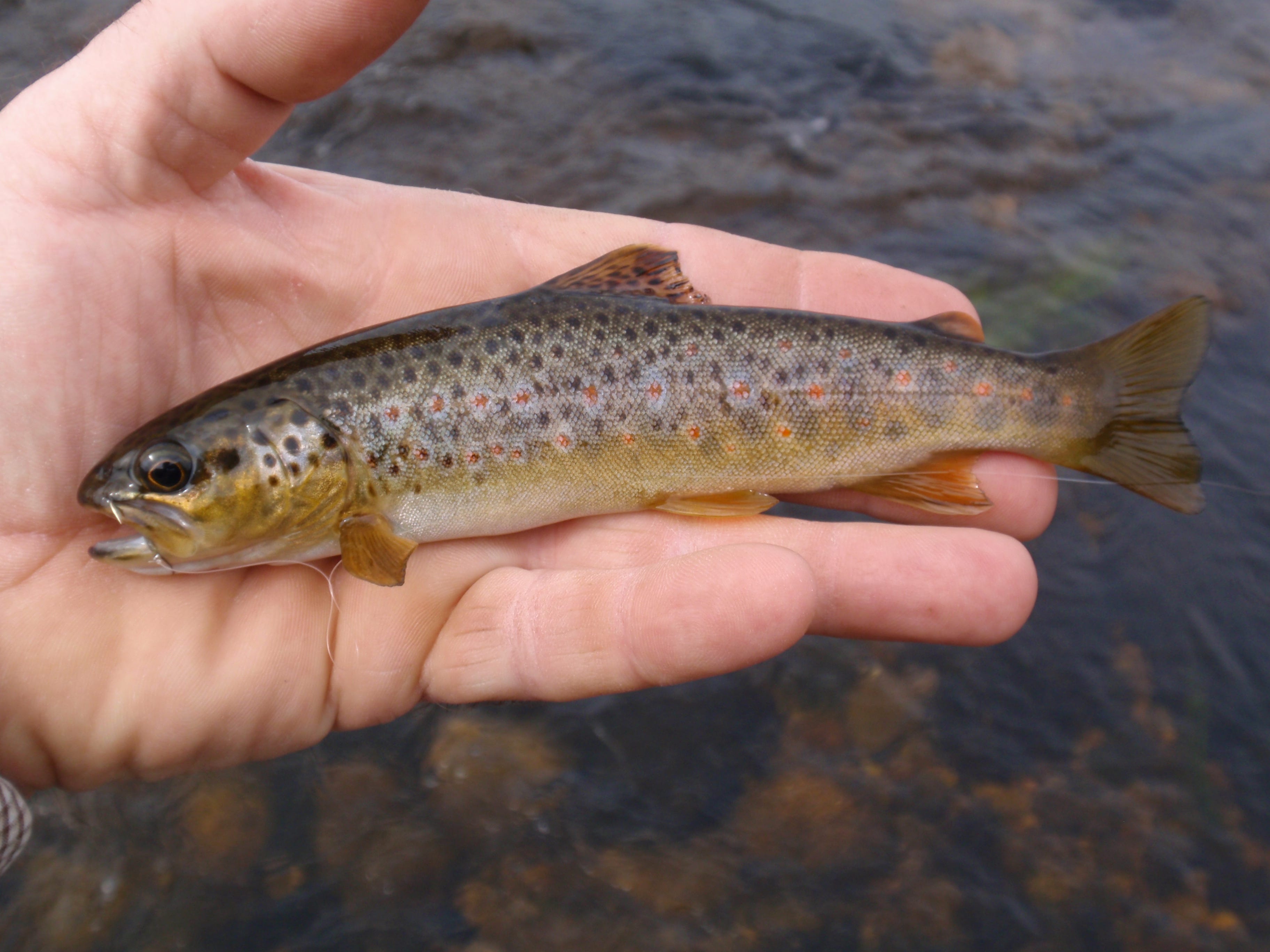 Understanding Irish Brown Trout. A three year research study between