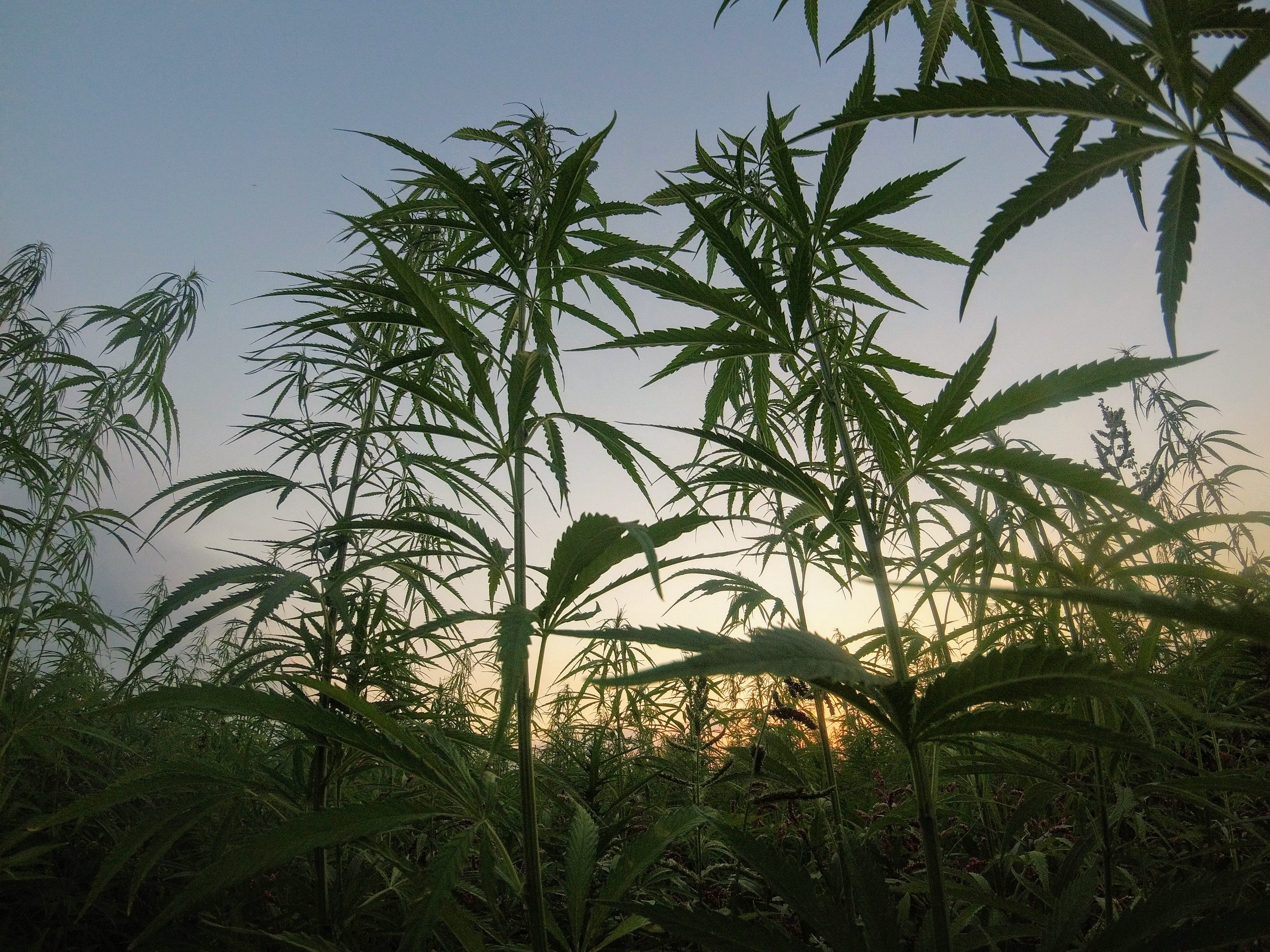 Organic Soil Amendments For Growing Cannabis Sabine Downer Medium