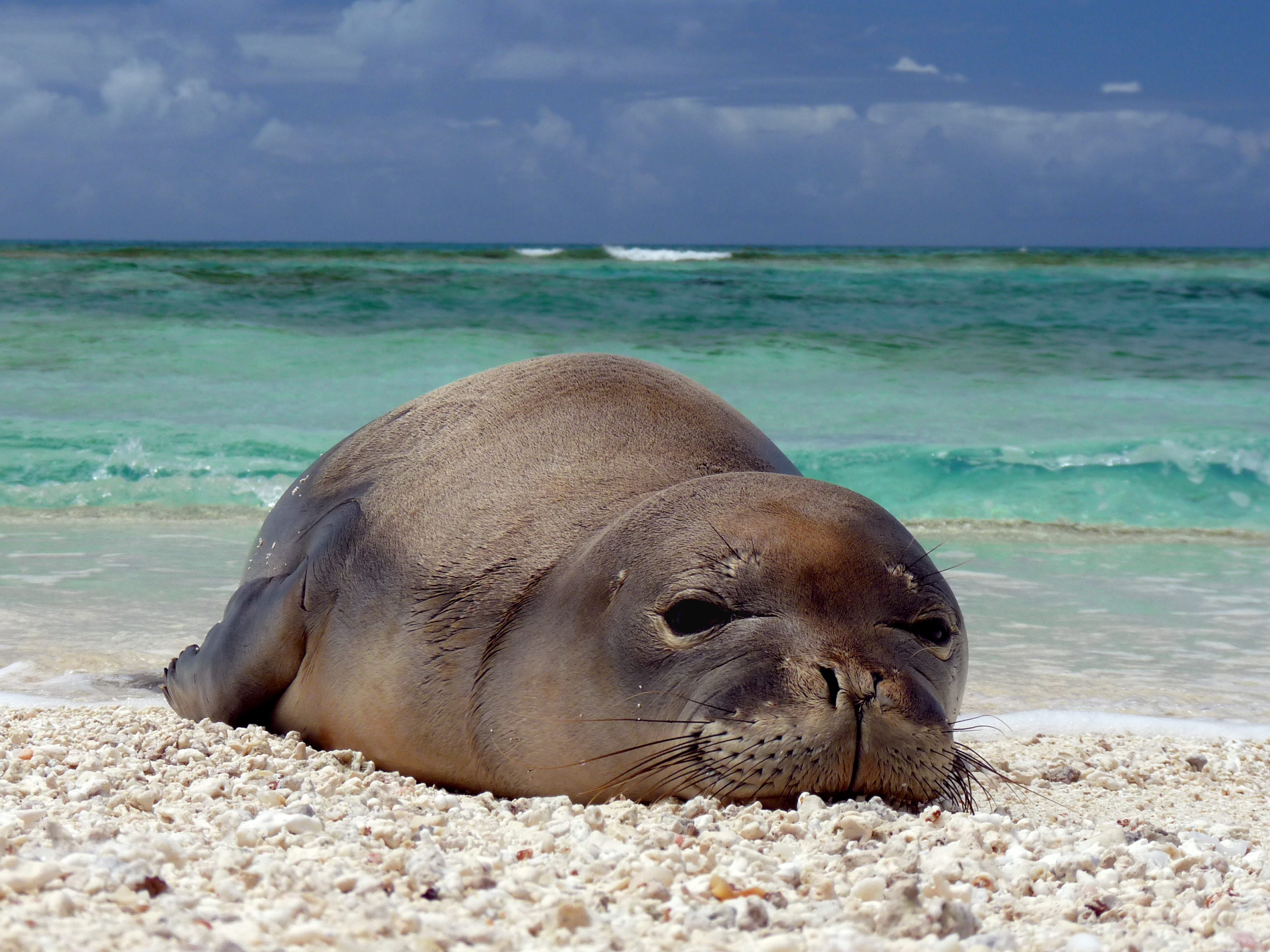 5 Animals You May See at the Beach, Thanks to Endangered Species Act