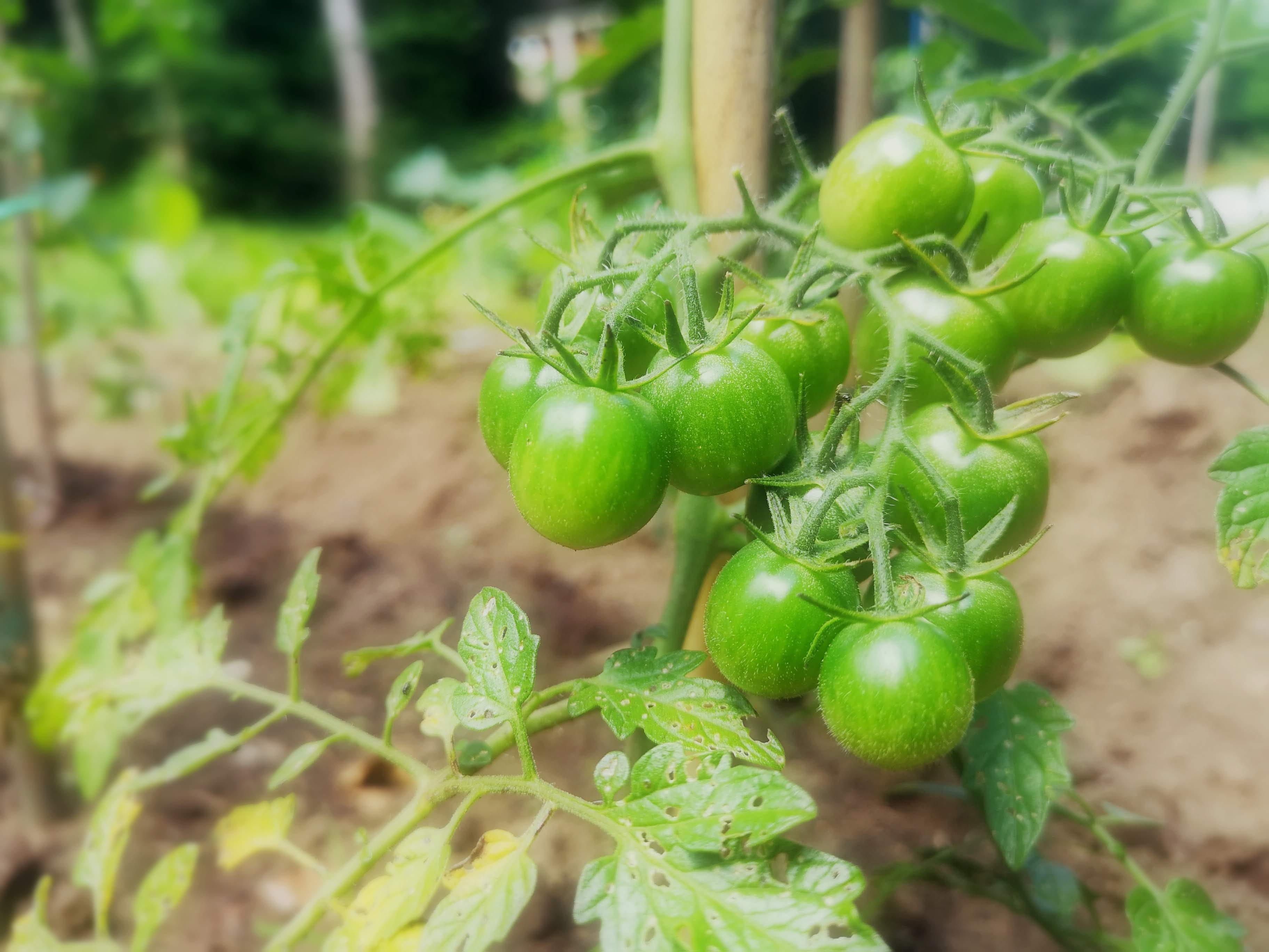 Green Tomatoes 青いトマト A Haiku 26 Of Haiku 100 With Japanese By Mai はな Etude Of Creativity Medium