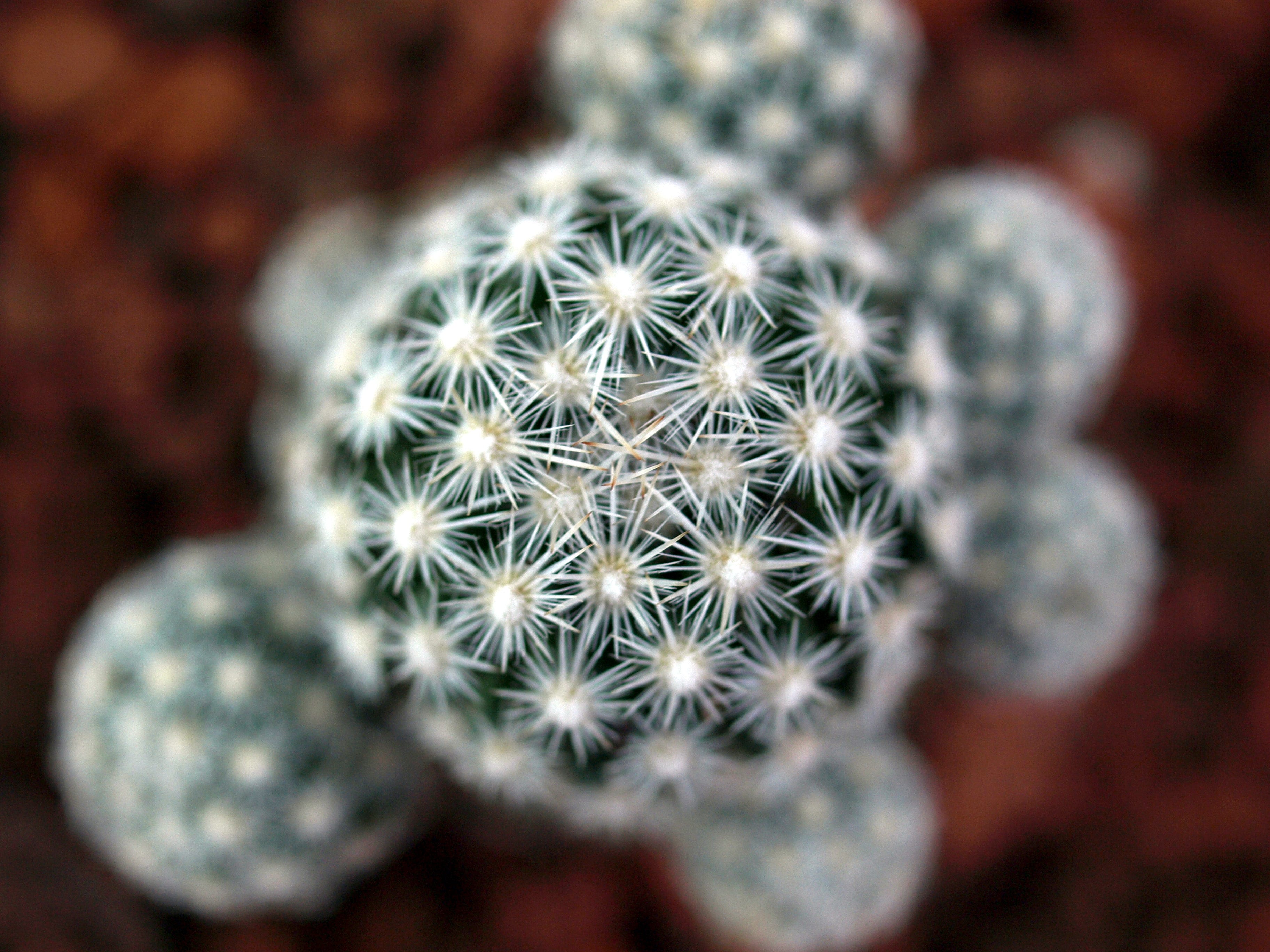 A Very Brief Overview of Cactus Spines by Joe Bowman Medium