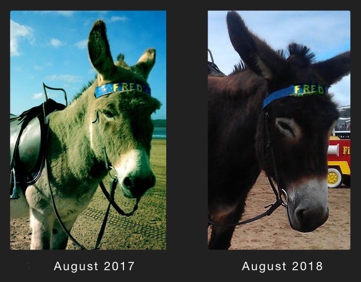 How Fred The Donkey Taught Me To Lose My Fear Of Death - 