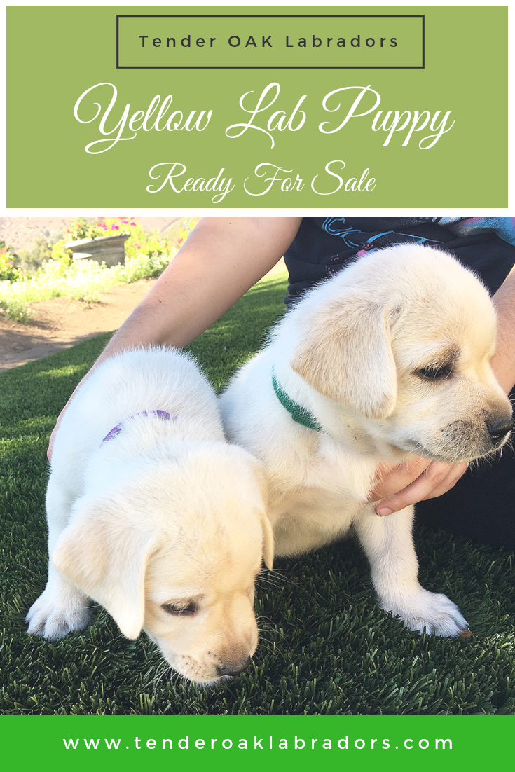 find a labrador puppy