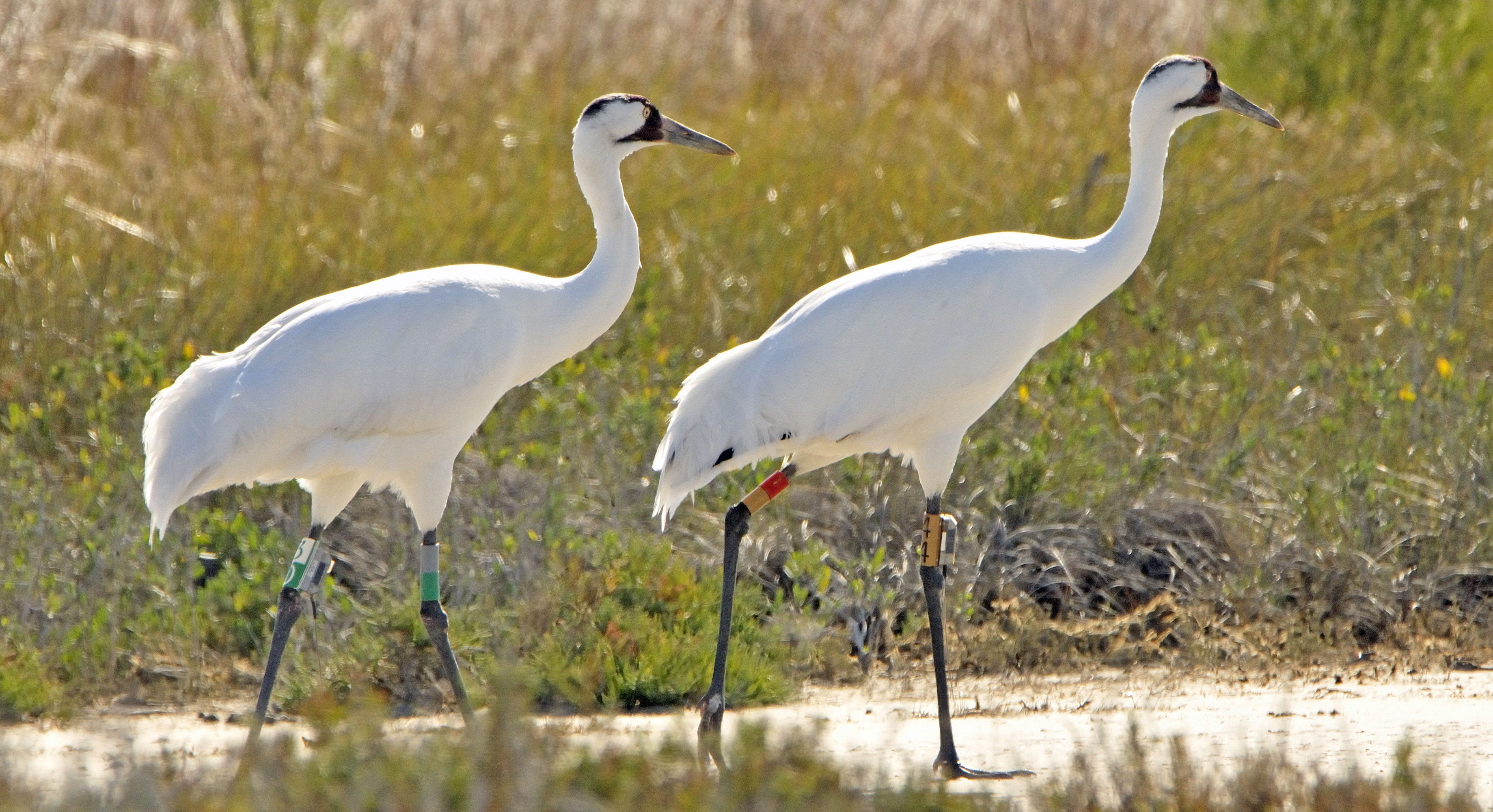 Counting the Wild Whoopers. Whooping cranes are the rarest crane… by