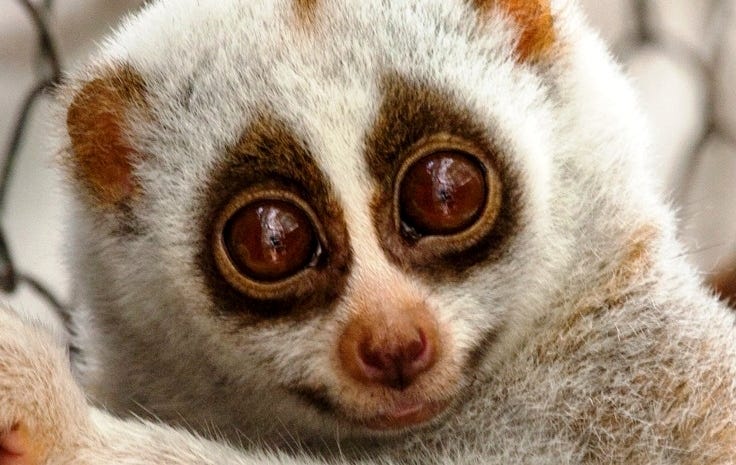 slowloris attack script slowloris attack script
