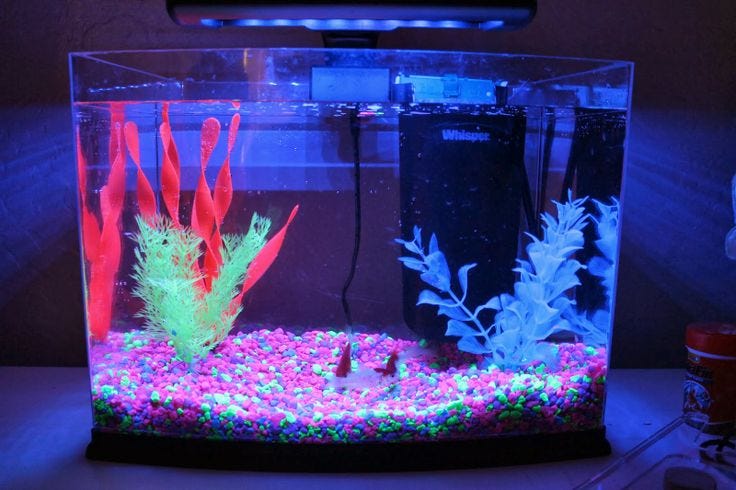 Benefits of Using LED Aquarium Lights in Fish Tanks | by Aqua Led Lighting  | Medium