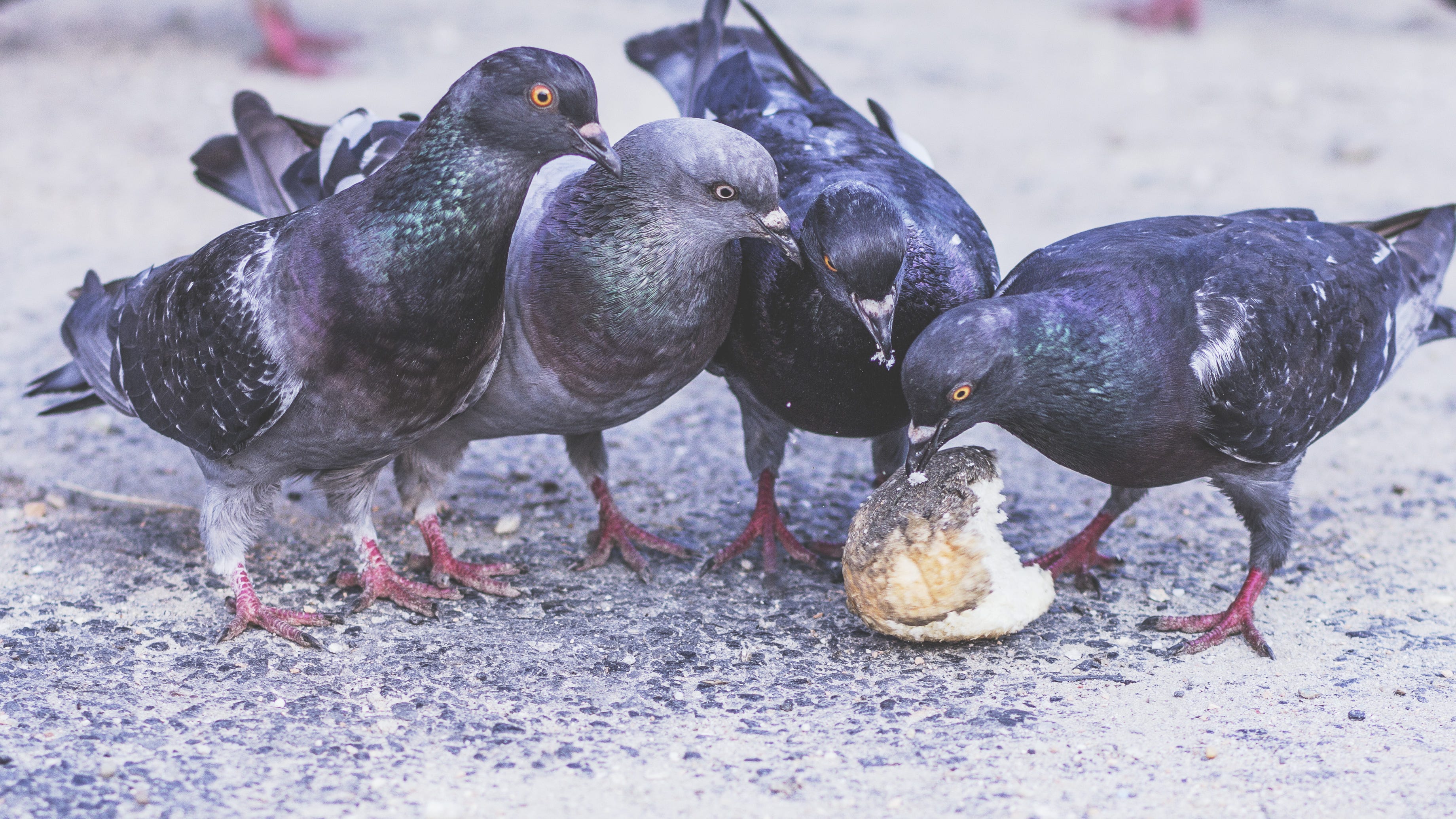 Right Now We Need To Feed The Pigeons By Patrick Kuklinski Tenderly