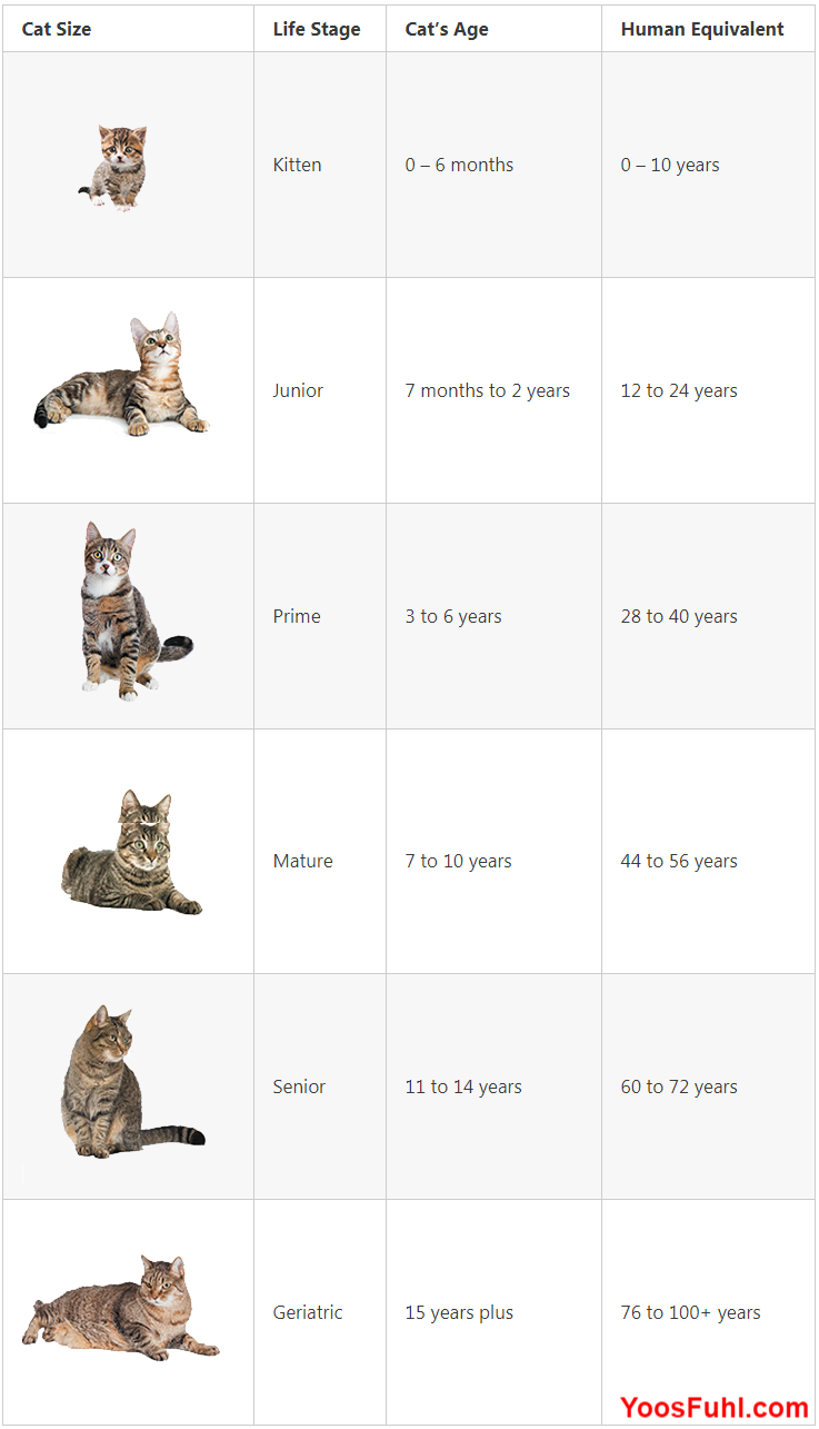 Age In Cat Years Chart