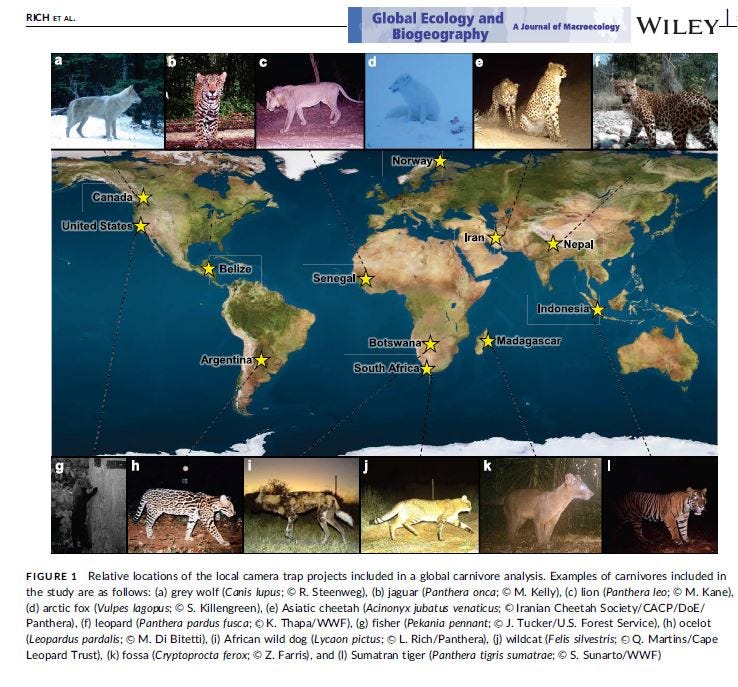 Megazord Camera Trap Study Finds That Carnivores Like To Eat | By Asia ...