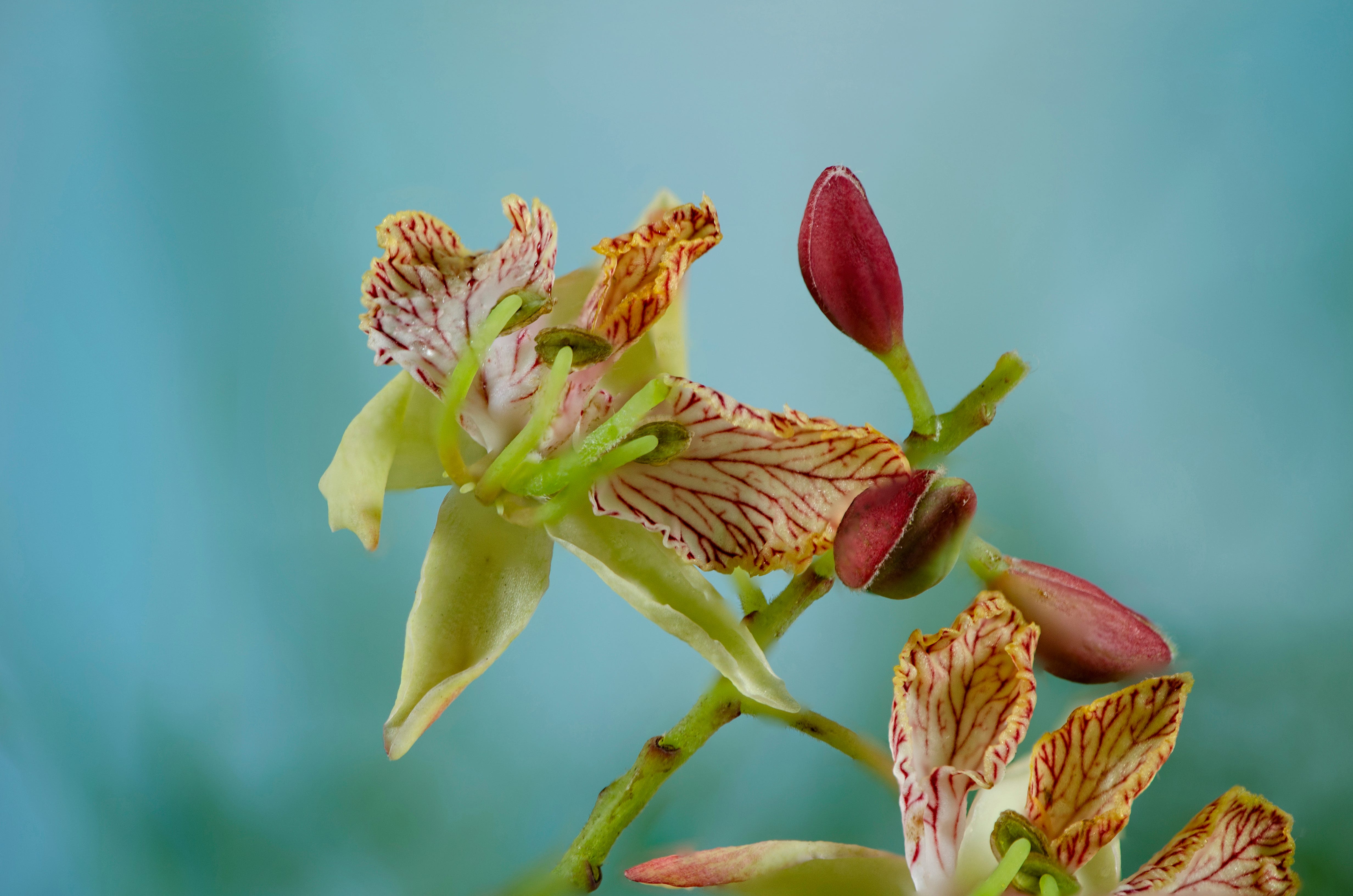 A flowering plant