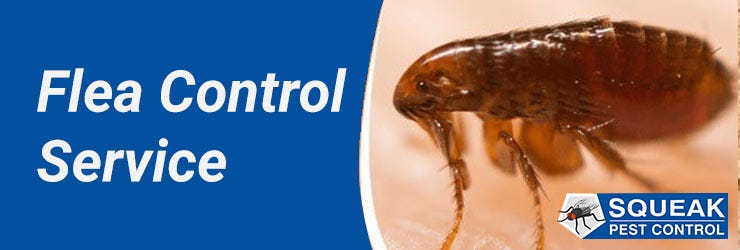 best flea exterminator