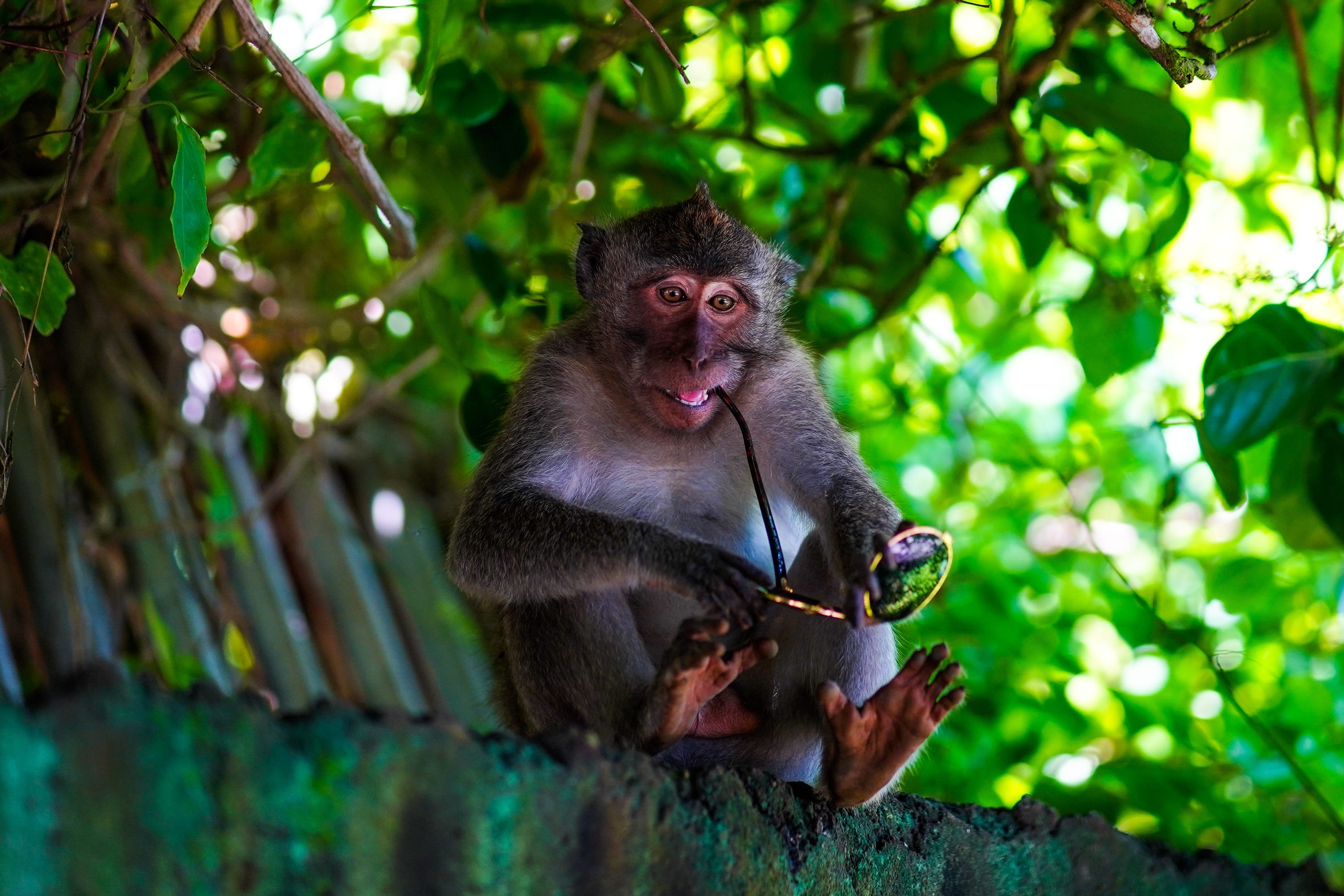 Wild Animals at Play - ILLUMINATION - Medium
