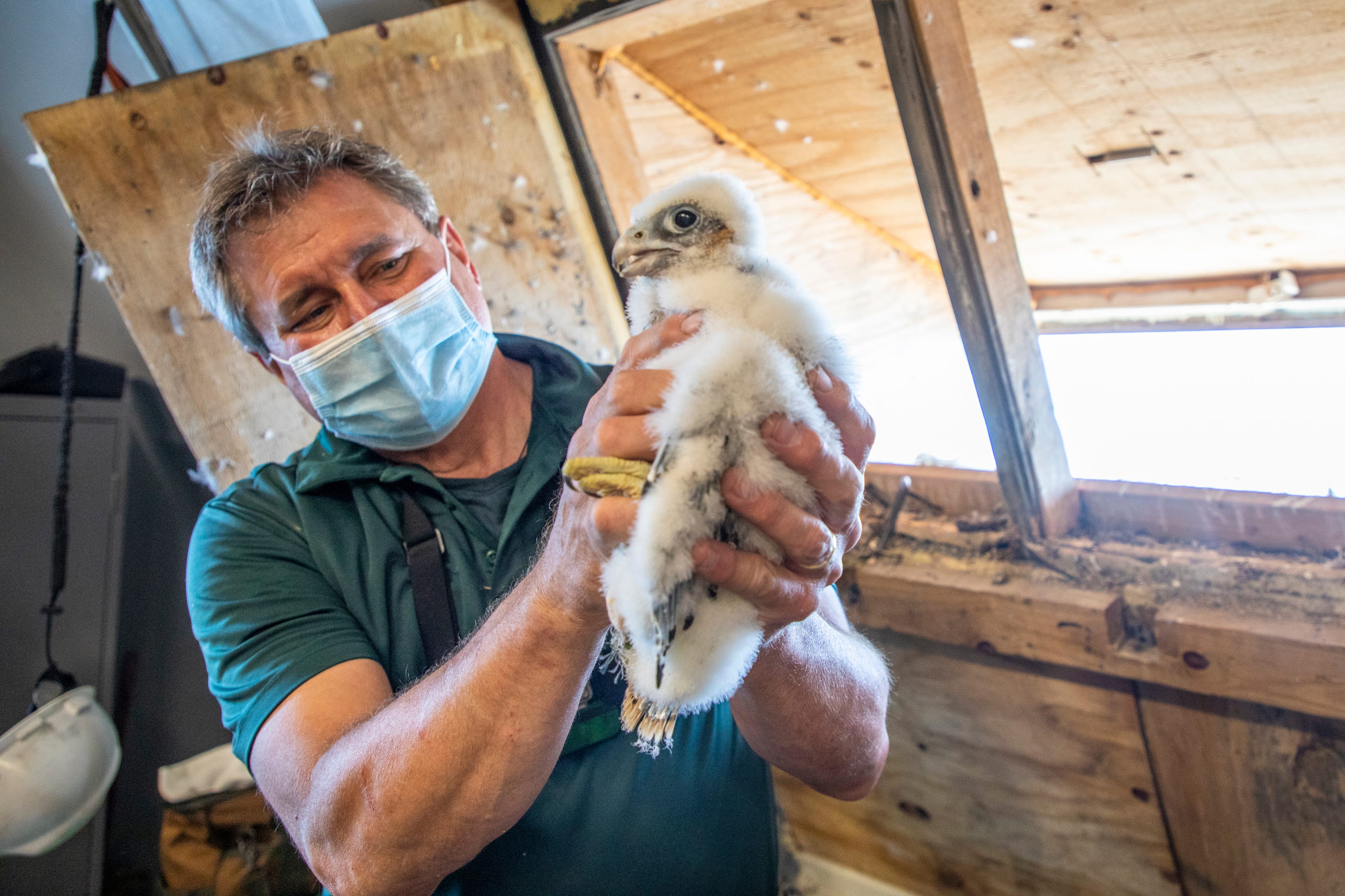 Banding Peregrine Falcons In 21 By Nyc Water Staff Nyc Water Medium