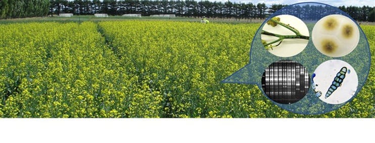 Leaf Disease Detection (Using FR-CNN and UNet) - Analytics Vidhya - Medium