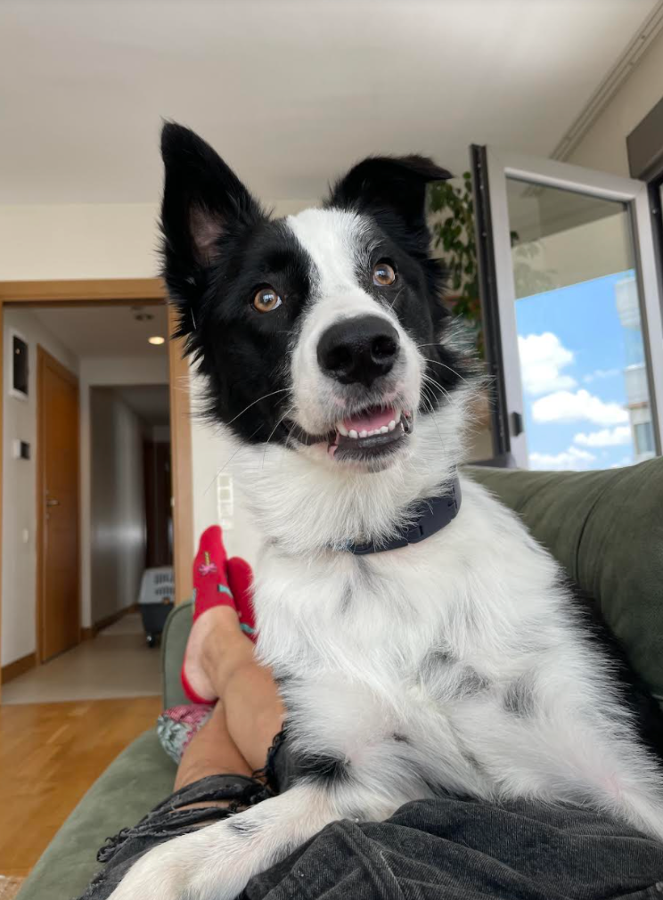 How To Train Your Border Collie To Do Tricks