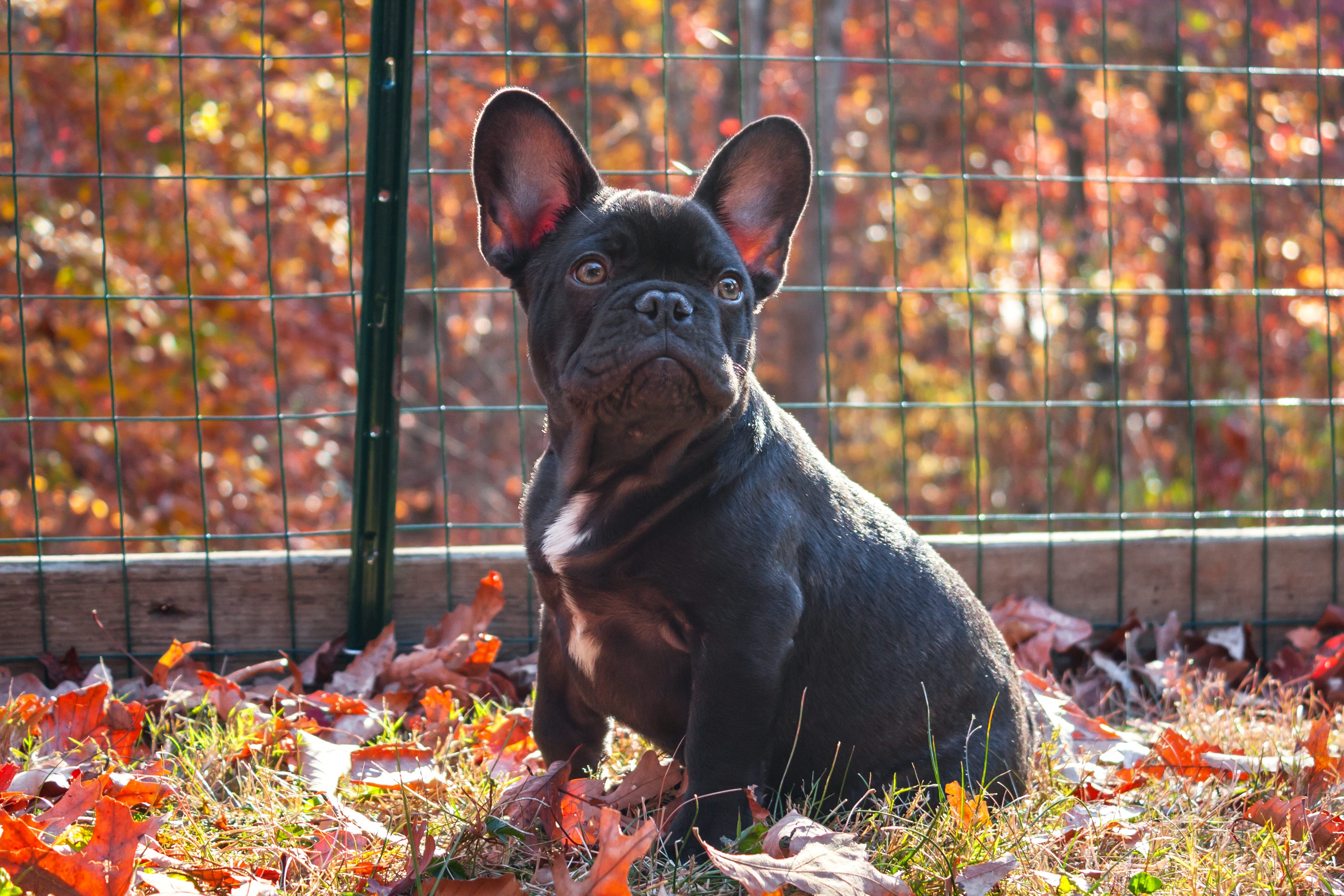 Pet Insurance For French Bulldogs By Lendedu Medium