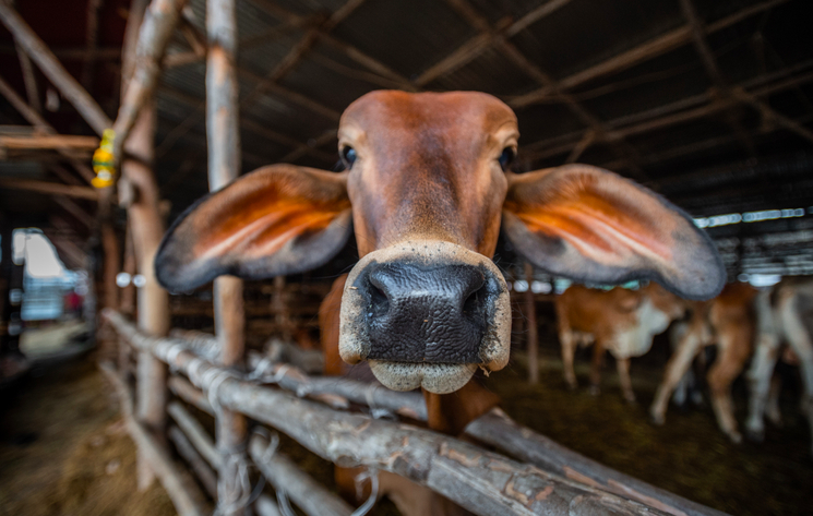 Burger King S Reduced Methane Beef Is A Green Washing Gimmick By Jesse Harris Climate Conscious Medium