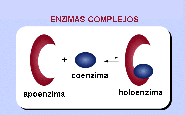 Metabolismo?. También presente en las células. | by Evelyn Chan | Medium